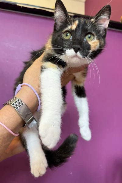 Ophelia gattina di 2 mesi