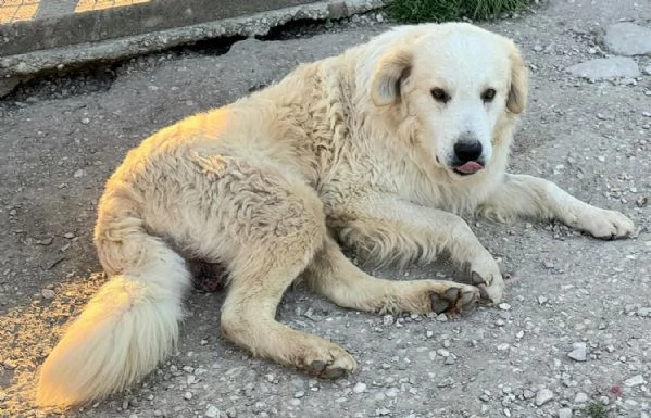 Peter 4 anni Taglia grande | Foto 6