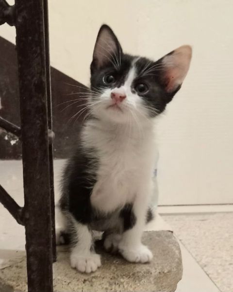 Birba gattina di 2 mesi | Foto 3