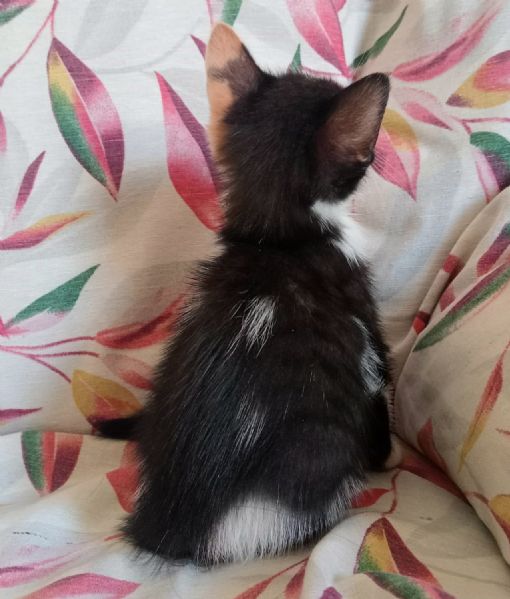Birba gattina di 2 mesi | Foto 1