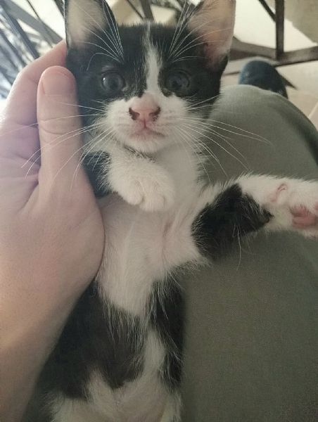 Birba gattina di 2 mesi | Foto 0