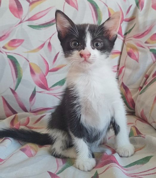 Birba gattina di 2 mesi