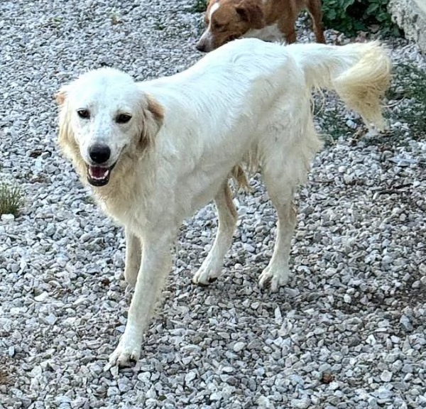 Gina 1 anno taglia media  | Foto 2