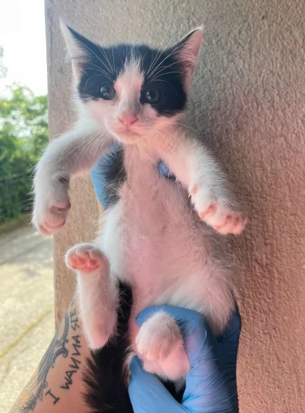 Jasper gattino di 2 mesi | Foto 4
