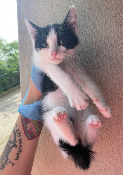 Jasper gattino di 2 mesi | Foto 3