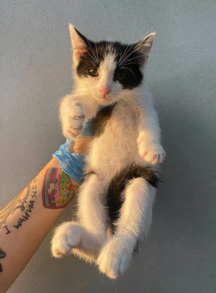 Jasper gattino di 2 mesi