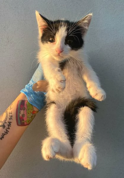 Jasper gattino di 2 mesi | Foto 1