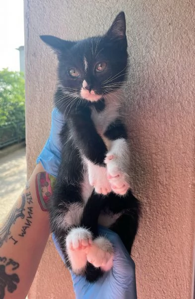 Lady gattina di 2 mesi  | Foto 3