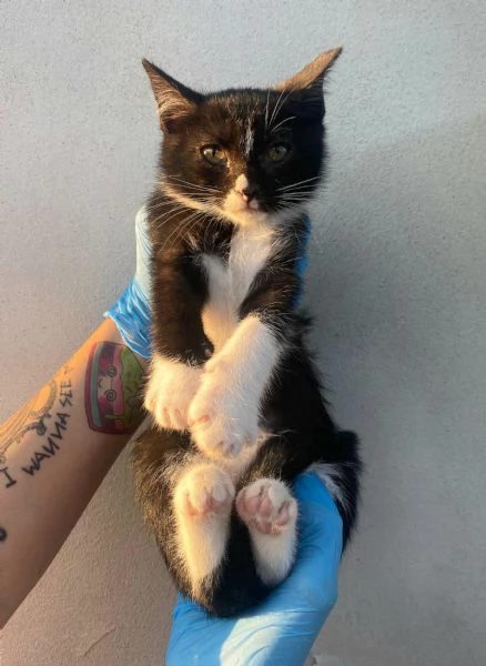 Lady gattina di 2 mesi  | Foto 1