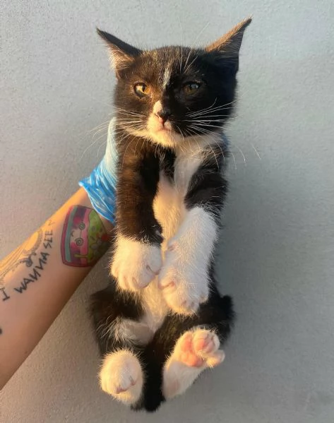Lady gattina di 2 mesi  | Foto 0