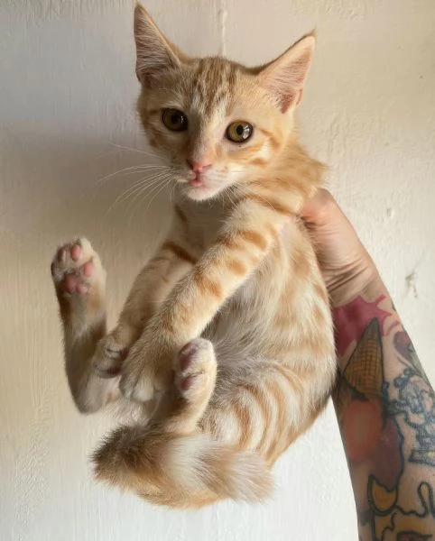 Astrid gattina di 2 mesi | Foto 2