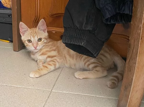 Astrid gattina di 2 mesi | Foto 1