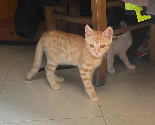 Astrid gattina di 2 mesi | Foto 0