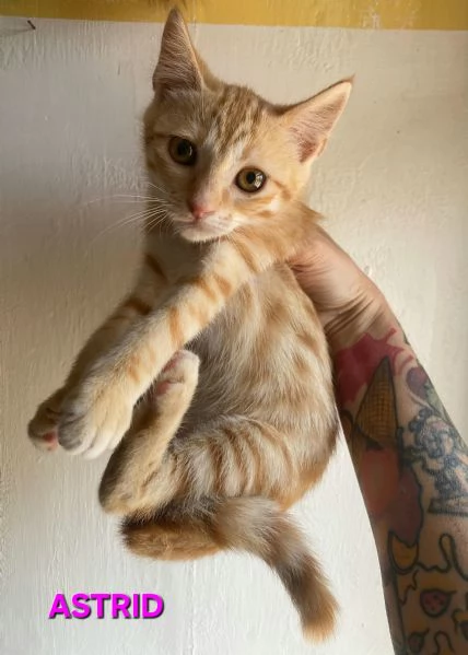 Astrid gattina di 2 mesi