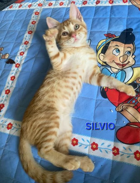 Silvio gattino di 2 mesi