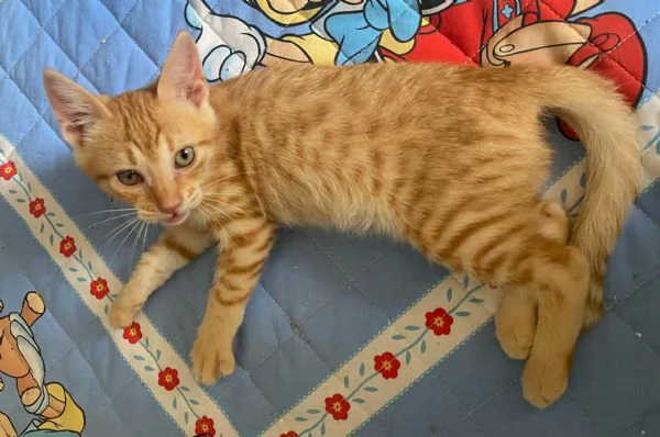Silvio gattino di 2 mesi | Foto 1