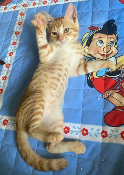 Silvio gattino di 2 mesi | Foto 0