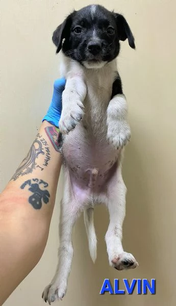 Alvin 2 mesi taglia media piccola 
