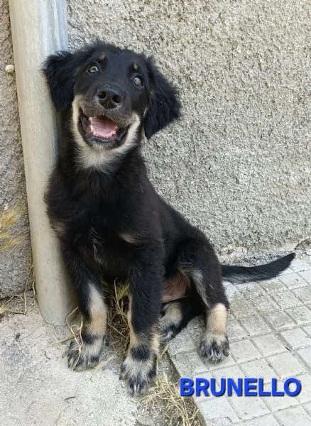 Brunello 3 mesi mix pastore tedesco 