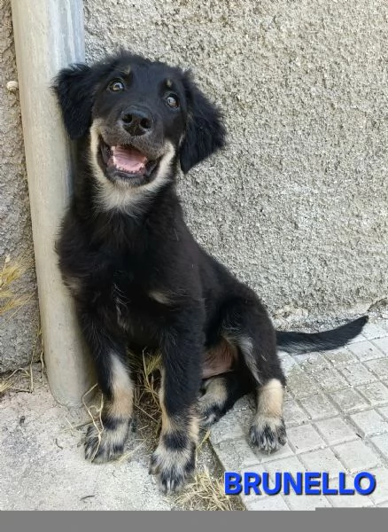 Brunello 3 mesi mix pastore tedesco  | Foto 0