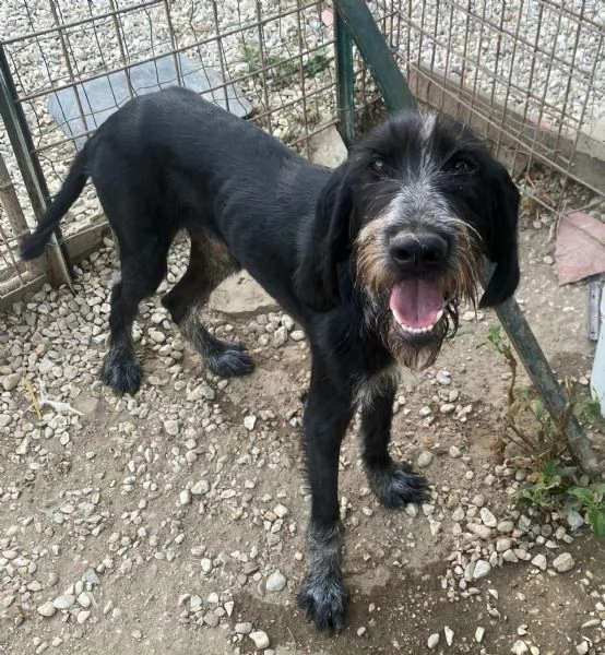 Iacopo 2 anni Taglia media contenuta  | Foto 4