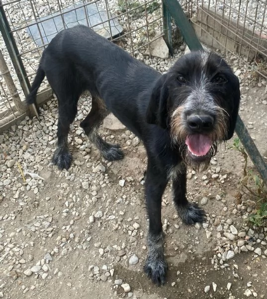 Iacopo 2 anni Taglia media contenuta  | Foto 3