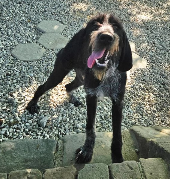 Iacopo 2 anni Taglia media contenuta  | Foto 2