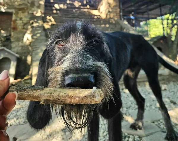 Iacopo 2 anni Taglia media contenuta  | Foto 1