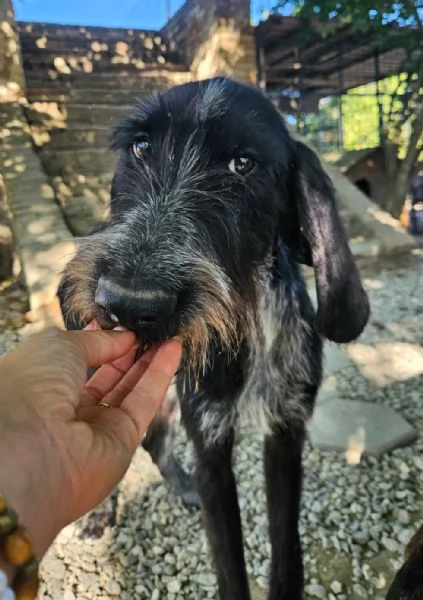 Iacopo 2 anni Taglia media contenuta 