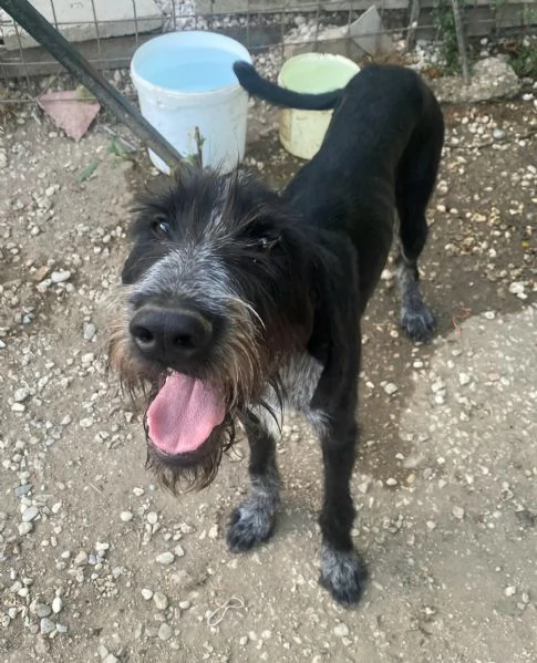 Iacopo 2 anni Taglia media contenuta  | Foto 0