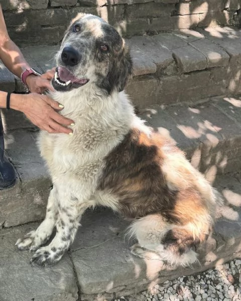Gilda 2 anni Taglia media grande  | Foto 1