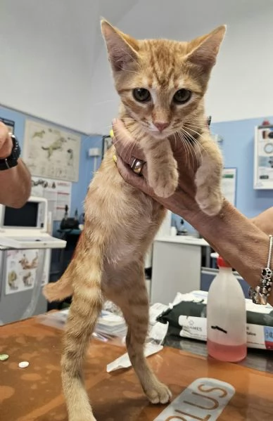 Oliver gattino 2 mesi