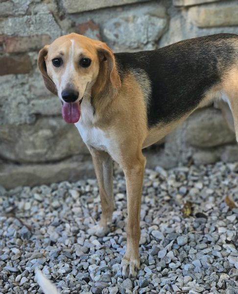 Lola 2 anni Taglia media piccola  | Foto 2