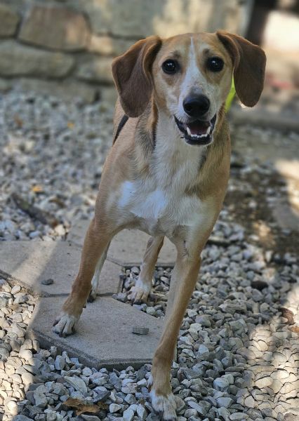 Lola 2 anni Taglia media piccola  | Foto 1