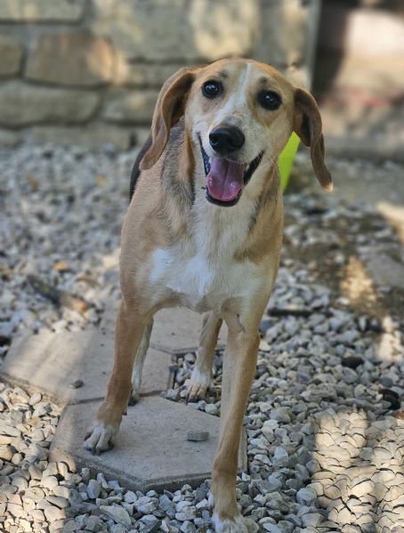 Lola 2 anni Taglia media piccola  | Foto 0