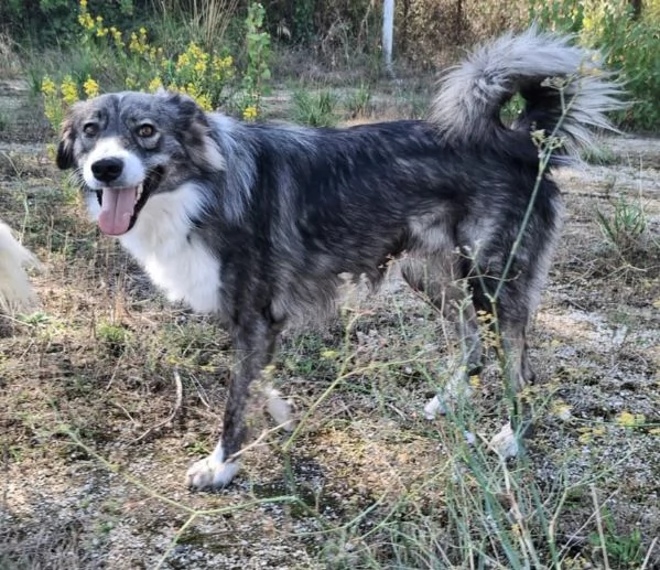 Derek 1 anno taglia media  | Foto 4