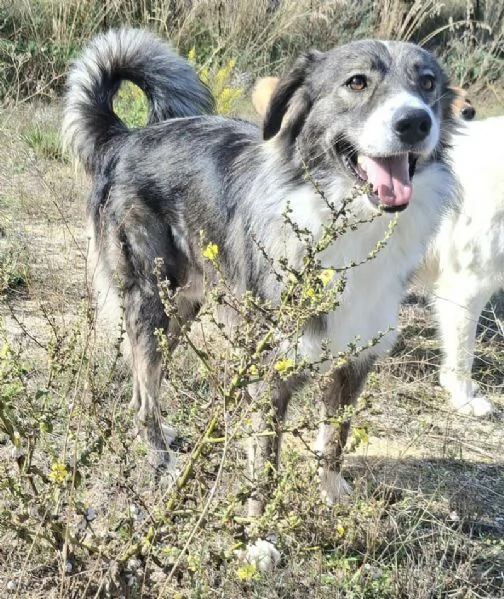 Derek 1 anno taglia media  | Foto 3