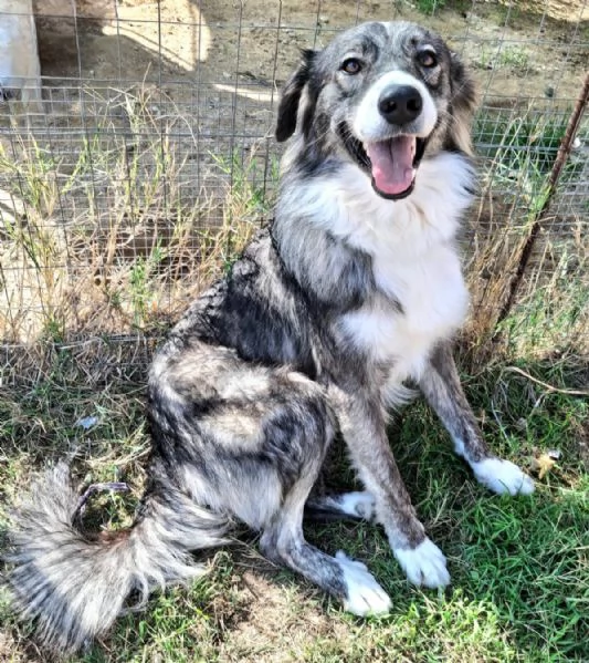 Derek 1 anno taglia media 