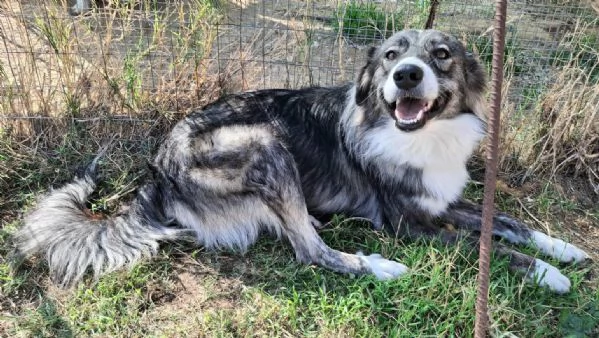 Derek 1 anno taglia media  | Foto 1