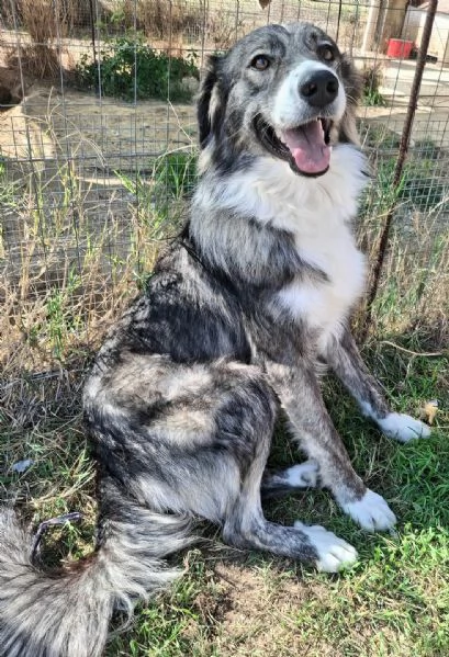 Derek 1 anno taglia media  | Foto 0