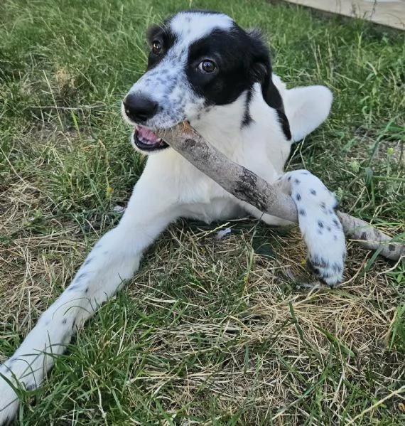 Laya 3 mesi taglia media  | Foto 1