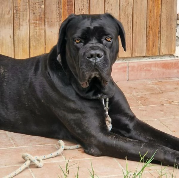 Capitano 7 anni cane corso | Foto 2