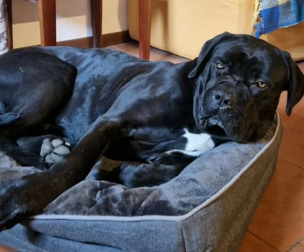 Capitano 7 anni cane corso | Foto 1