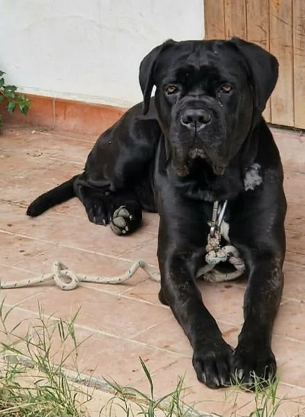 Capitano 7 anni cane corso