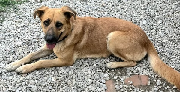 Patty 2 anni mix pastore tedesco  | Foto 4