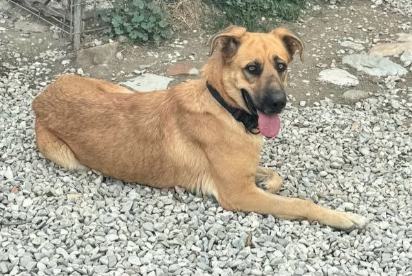 Patty 2 anni mix pastore tedesco  | Foto 3