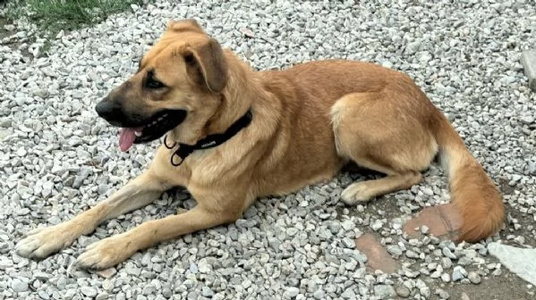 Patty 2 anni mix pastore tedesco  | Foto 1