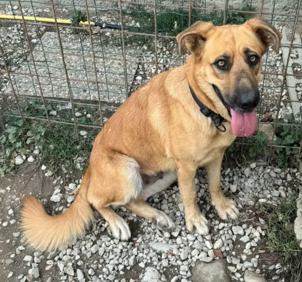 Patty 2 anni mix pastore tedesco 