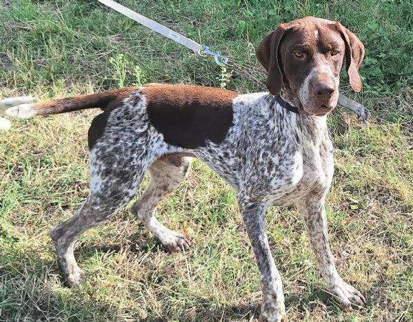 Dante 1 anno bracco tedesco  | Foto 4