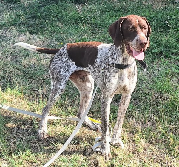 Dante 1 anno bracco tedesco  | Foto 2